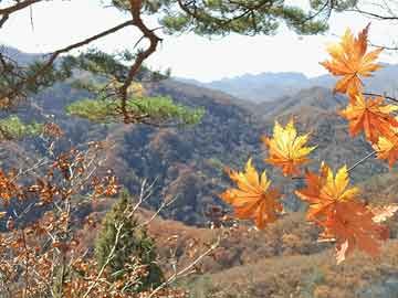 打胎药国际金价回落+节日促销，有品牌首饰金报价重返“8字头”